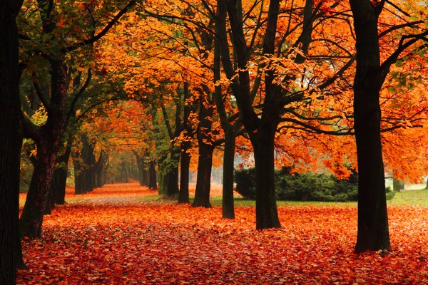 park in fall 600x300